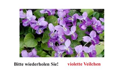 violette Veilchen