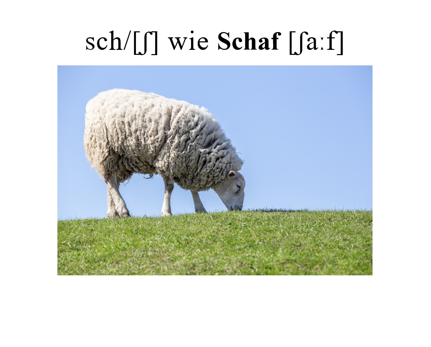 Schaf